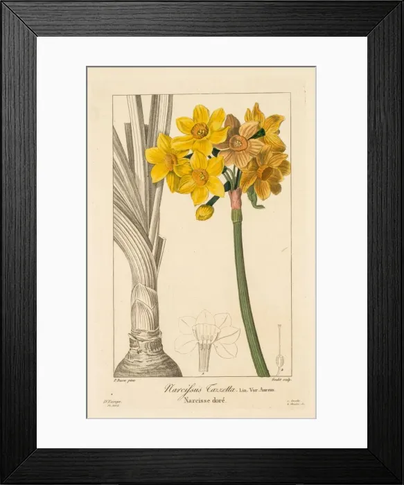 Framed Print : Flore des Jardiniers, Amateurs et Manufacturiers: Polyanthus or Cluster Narcissus, 1836 Framed Print : Flore des Jardiniers, Amateurs et Manufacturiers: Polyanthus or Cluster Narcissus, 1836