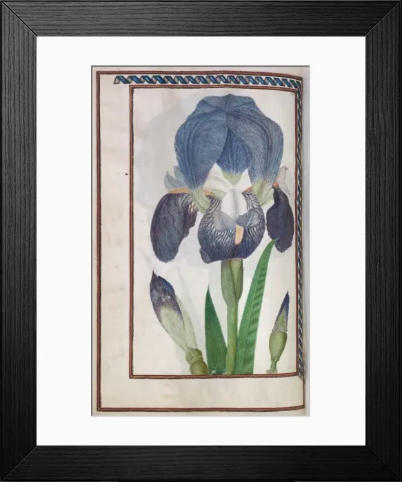 Framed Print : Florilegium, 1608. Creator: Unknown Framed Print : Florilegium, 1608. Creator: Unknown