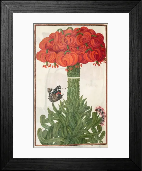 Framed Print : Florilegium: (page 18 verso) boquet of orange lilies, 1608. Creator: Unknown Framed Print : Florilegium: (page 18 verso) boquet of orange lilies, 1608. Creator: Unknown