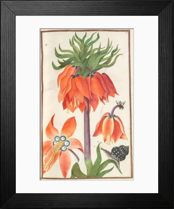 Framed Print : Florilegium: (page 19 recto) orange fritillaria imperialis (crown imperial), 1608 Framed Print : Florilegium: (page 19 recto) orange fritillaria imperialis (crown imperial), 1608