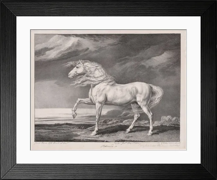 Framed Print : Fourteen Celebrated Horses: Adonis, 1824. Creator: James Ward (British, 1769-1859) Framed Print : Fourteen Celebrated Horses: Adonis, 1824. Creator: James Ward (British, 1769-1859)