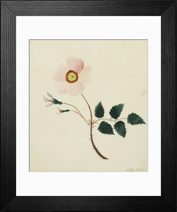 Framed Print : Wild Rose. Creator: Mary Altha Nims (American, 1817-1907) Framed Print : Wild Rose. Creator: Mary Altha Nims (American, 1817-1907)