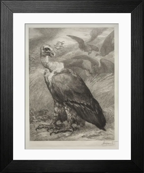 Framed Print : The Vulture, 1904. Creator: Felix Bracquemond (French, 1833-1914); Emil Dolot Framed Print : The Vulture, 1904. Creator: Felix Bracquemond (French, 1833-1914); Emil Dolot