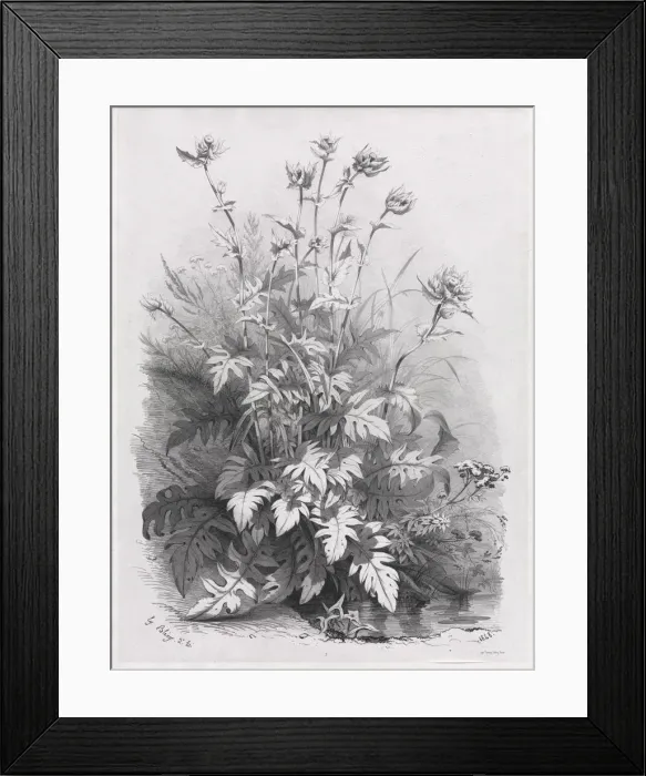 Framed Print : Groups of Various Plants Drawn After Nature: No. 7, 1848. Creator: Eugene Blery (French