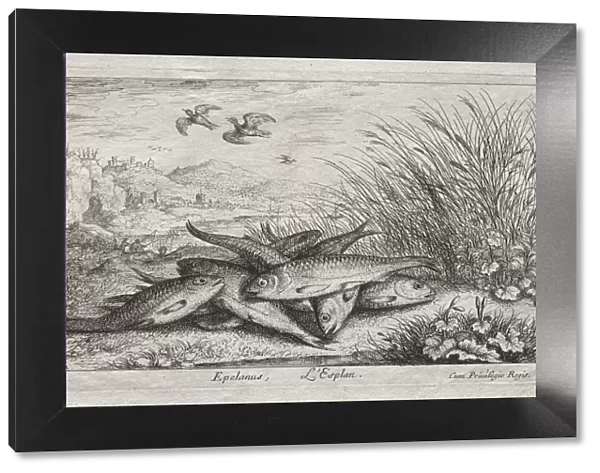 Fresh Water Fish, Part II: Epelanus, L Esplan. Creator: Albert Flamen (Flemish, c