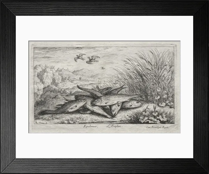 Framed Print : Fresh Water Fish, Part II: Epelanus, L Esplan. Creator: Albert Flamen (Flemish, c Framed Print : Fresh Water Fish, Part II: Epelanus, L Esplan. Creator: Albert Flamen (Flemish, c