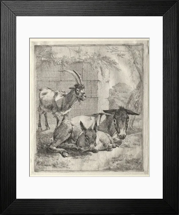Framed Print : Goat and Donkeys. Creator: Johann Heinrich Roos (German, 1631-1685) Framed Print : Goat and Donkeys. Creator: Johann Heinrich Roos (German, 1631-1685)