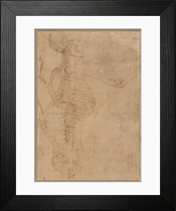 Framed Print : Half-Length Skeleton in Profile, early 1540s. Creator: Battista Franco (Italian, 1498?-1561) Framed Print : Half-Length Skeleton in Profile, early 1540s. Creator: Battista Franco (Italian, 1498?-1561)