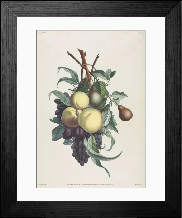 Framed Print : Collection des fleurs et des fruits: Branches de rousselet, peche, prune et raisin, 1805 Framed Print : Collection des fleurs et des fruits: Branches de rousselet, peche, prune et raisin, 1805