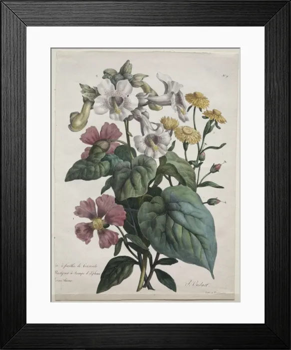 Framed Print : Cours dHistoire Naturelle, contenant les principales especes du regne animal Framed Print : Cours dHistoire Naturelle, contenant les principales especes du regne animal