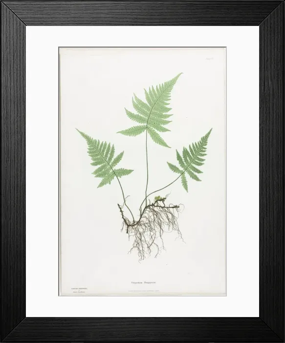 Framed Print : Ferns of Great Britain and Ireland: Polypodium Phegopteris, 1855-1856. Creator: Henry Bradbury Framed Print : Ferns of Great Britain and Ireland: Polypodium Phegopteris, 1855-1856. Creator: Henry Bradbury