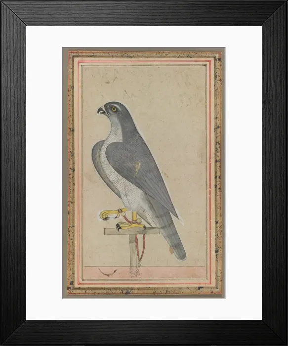 Framed Print : Falcon, c. 1770. Creator: Unknown Framed Print : Falcon, c. 1770. Creator: Unknown