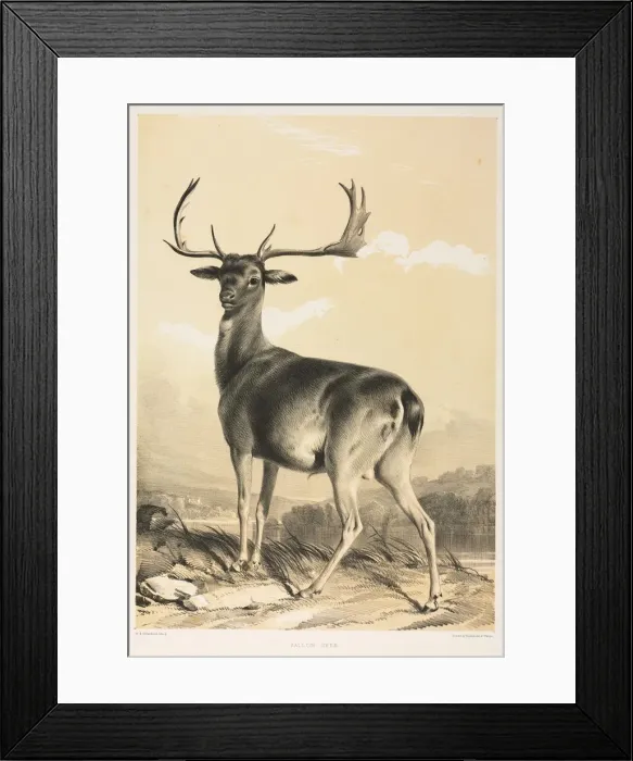 Framed Print : Fallow Deer. Creator: William Barraud (British, 1810-1850); Henry Barraud (British Framed Print : Fallow Deer. Creator: William Barraud (British, 1810-1850); Henry Barraud (British