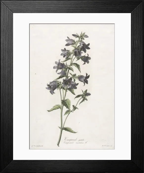 Framed Print : Fleurs dessinees dapres nature: Campanule gantelee, c. 1800. Creator Framed Print : Fleurs dessinees dapres nature: Campanule gantelee, c. 1800. Creator