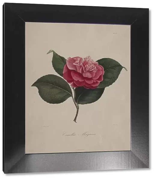 Iconographie du genre camellia: No. 171, 1839-1843. Creator: Abbe Laurent Berlese