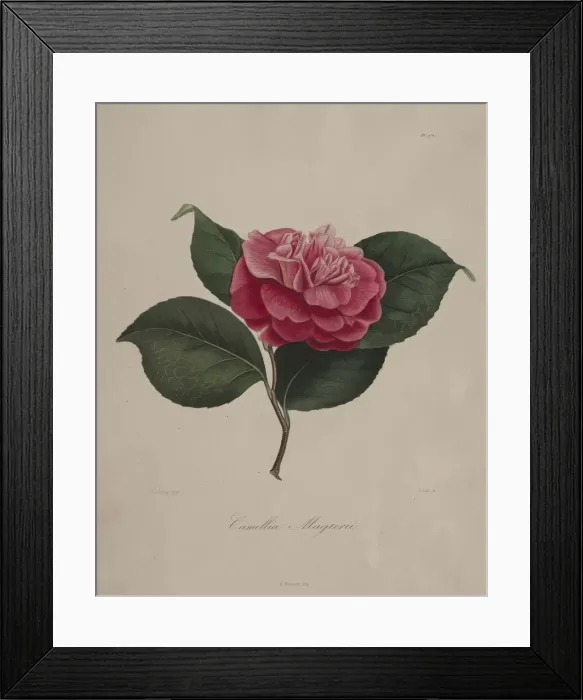 Framed Print : Iconographie du genre camellia: No. 171, 1839-1843. Creator: Abbe Laurent Berlese Framed Print : Iconographie du genre camellia: No. 171, 1839-1843. Creator: Abbe Laurent Berlese