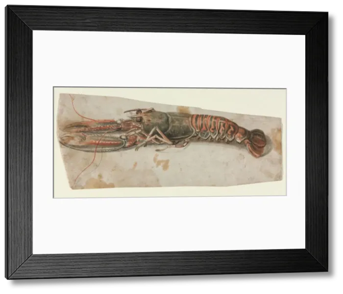 Framed Print : Lobster (recto) Sketch of an Armoured Male Figure (verso), 1600s. Creator: Anonymous Framed Print : Lobster (recto) Sketch of an Armoured Male Figure (verso), 1600s. Creator: Anonymous