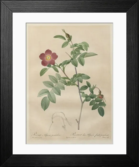 Framed Print : Les Roses: Rosa alpina pendulina, 1817-1824. Creator: Henry Joseph Redoute (French Framed Print : Les Roses: Rosa alpina pendulina, 1817-1824. Creator: Henry Joseph Redoute (French