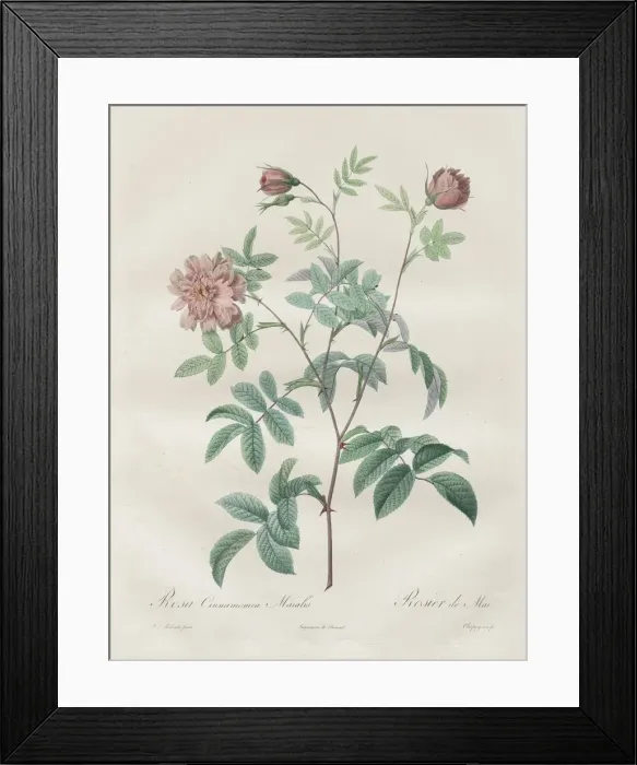 Framed Print : Les Roses: Rosa cinnamomea, 1817-1824. Creator: Henry Joseph Redoute (French, 1766-1853)