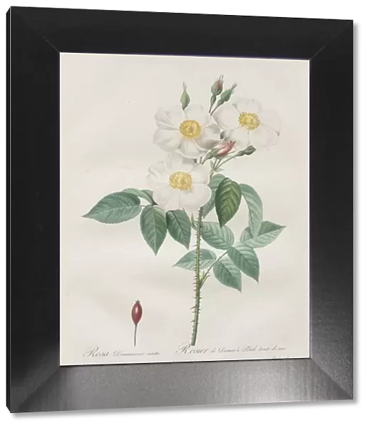 Les Roses: Rosa Damascena, subalba, 1817-1824. Creator: Henry Joseph Redoute (French