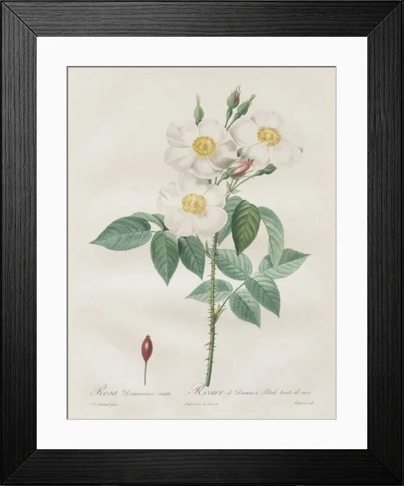 Framed Print : Les Roses: Rosa Damascena, subalba, 1817-1824. Creator: Henry Joseph Redoute (French