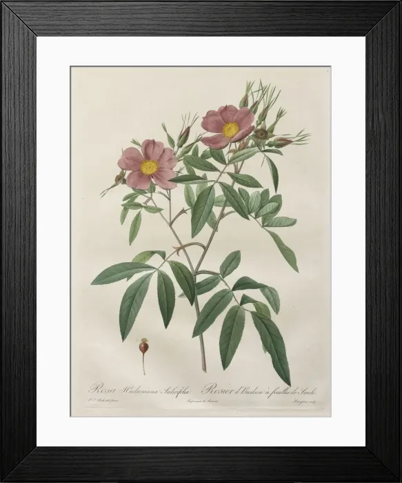 Framed Print : Les Roses: Rosa Hudsoniana Salicifolia, 1817-1824. Creator: Henry Joseph Redoute (French Framed Print : Les Roses: Rosa Hudsoniana Salicifolia, 1817-1824. Creator: Henry Joseph Redoute (French