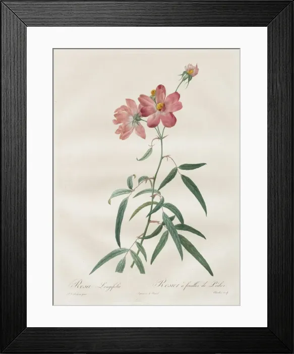 Framed Print : Les Roses: Rosa Longifolia, 1817-1824. Creator: Henry Joseph Redoute (French, 1766-1853) Framed Print : Les Roses: Rosa Longifolia, 1817-1824. Creator: Henry Joseph Redoute (French, 1766-1853)