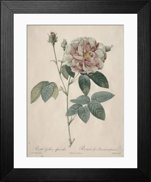 Framed Print : Les Roses: Rosa Gallica, 1817-1824. Creator: Henry Joseph Redoute (French, 1766-1853) Framed Print : Les Roses: Rosa Gallica, 1817-1824. Creator: Henry Joseph Redoute (French, 1766-1853)