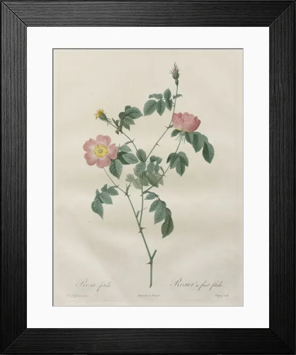 Framed Print : Les Roses: Rosa indica, 1817-1824. Creator: Henry Joseph Redoute (French, 1766-1853) Framed Print : Les Roses: Rosa indica, 1817-1824. Creator: Henry Joseph Redoute (French, 1766-1853)