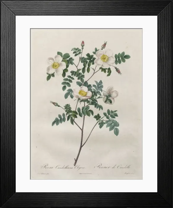 Framed Print : Les Roses: Rosa Candolleana Elegans, 1817-1824. Creator: Henry Joseph Redoute (French Framed Print : Les Roses: Rosa Candolleana Elegans, 1817-1824. Creator: Henry Joseph Redoute (French