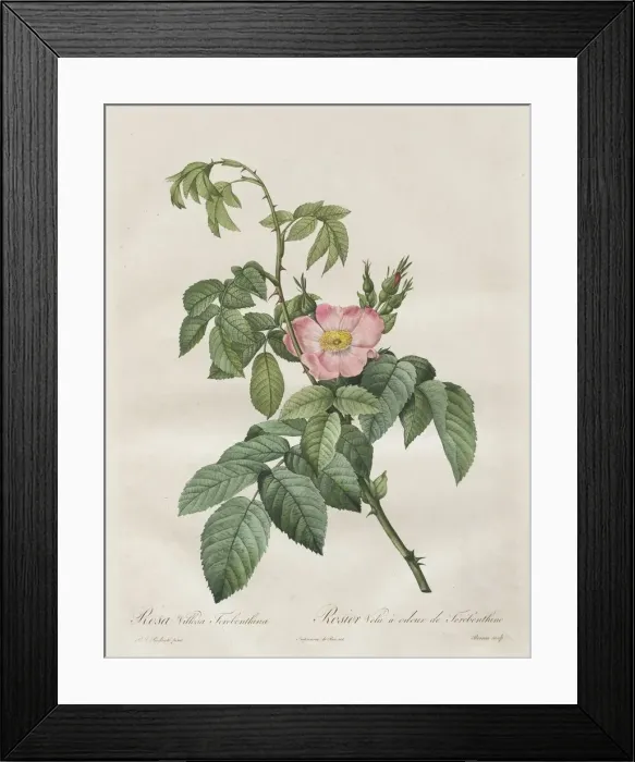 Framed Print : Les Roses: Rosa Villosa Terebenthina, 1817-1824. Creator: Henry Joseph Redoute (French Framed Print : Les Roses: Rosa Villosa Terebenthina, 1817-1824. Creator: Henry Joseph Redoute (French