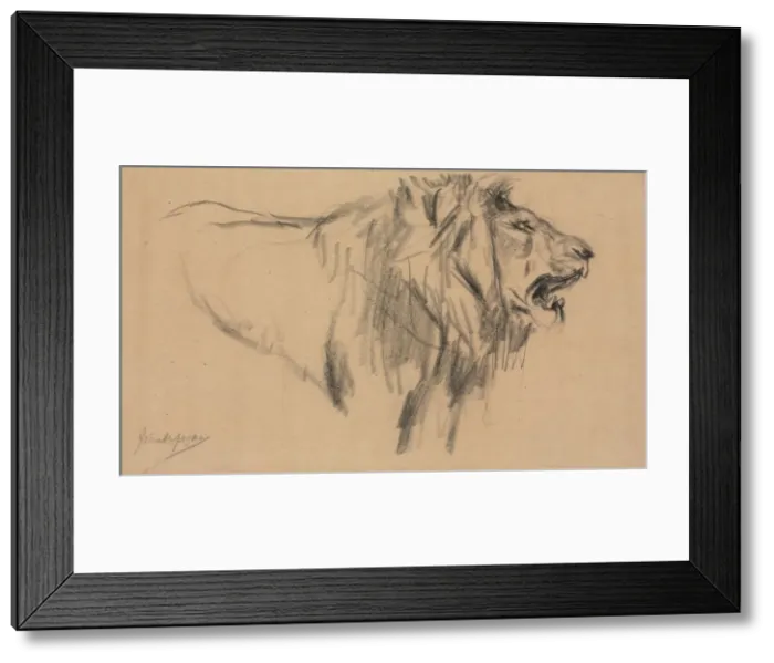 Framed Print : Lion. Creator: John Macallan Swan (British, 1847-1910) Framed Print : Lion. Creator: John Macallan Swan (British, 1847-1910)