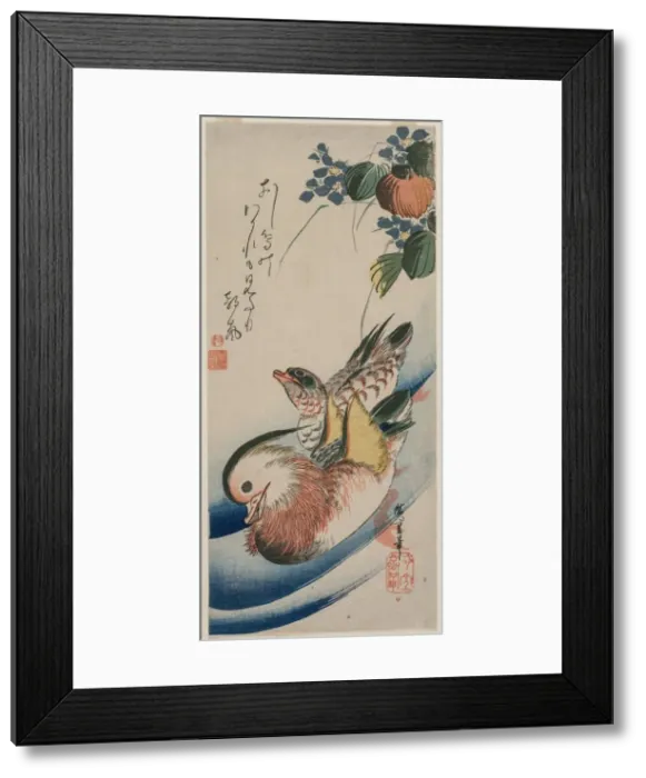 Framed Print : Mandarin Ducks and Flowering Plants, early or mid-1830s. Creator: Ando Hiroshige (Japanese, 1797-1858) Framed Print : Mandarin Ducks and Flowering Plants, early or mid-1830s. Creator: Ando Hiroshige (Japanese, 1797-1858)