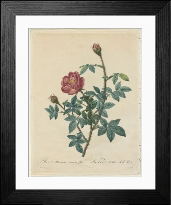 Framed Print : Moss Rose, 1817-1824. Creator: Henry Joseph Redoute (French, 1766-1853) Framed Print : Moss Rose, 1817-1824. Creator: Henry Joseph Redoute (French, 1766-1853)