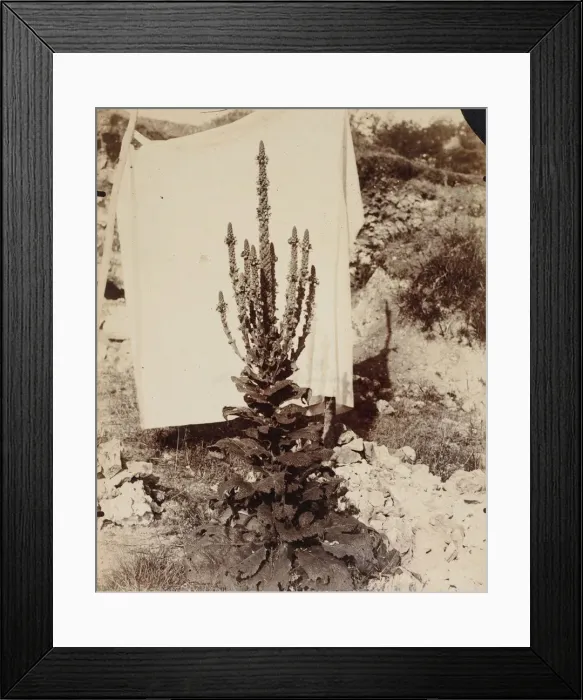 Framed Print : Mullein in Bloom, c. 1897-1899. Creator: Eugene Atget (French, 1857-1927) Framed Print : Mullein in Bloom, c. 1897-1899. Creator: Eugene Atget (French, 1857-1927)
