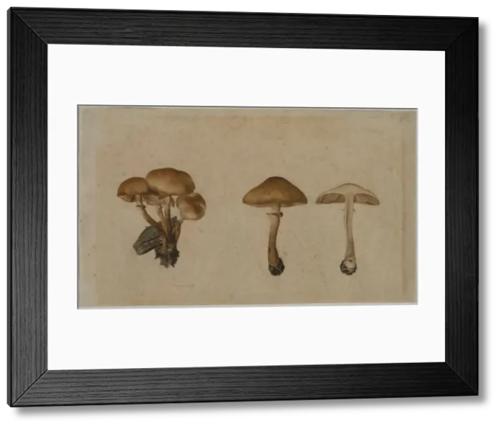Framed Print : Mushrooms, 1751. Creator: Georg Wilhelm Baurenfeind (German, c. 1710-1763) Framed Print : Mushrooms, 1751. Creator: Georg Wilhelm Baurenfeind (German, c. 1710-1763)