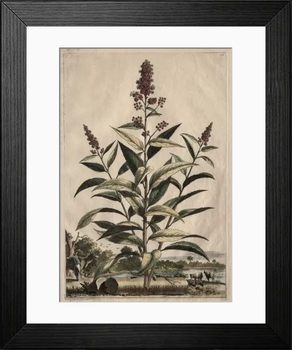 Framed Print : Phytographia Curiosa: Spiraea Theophrasti. Creator: Abraham Munting (Dutch, 1626-1683) Framed Print : Phytographia Curiosa: Spiraea Theophrasti. Creator: Abraham Munting (Dutch, 1626-1683)