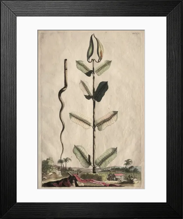 Framed Print : Phytographia Curiosa: Apocynum Virginianum. Creator: Abraham Munting (Dutch, 1626-1683) Framed Print : Phytographia Curiosa: Apocynum Virginianum. Creator: Abraham Munting (Dutch, 1626-1683)
