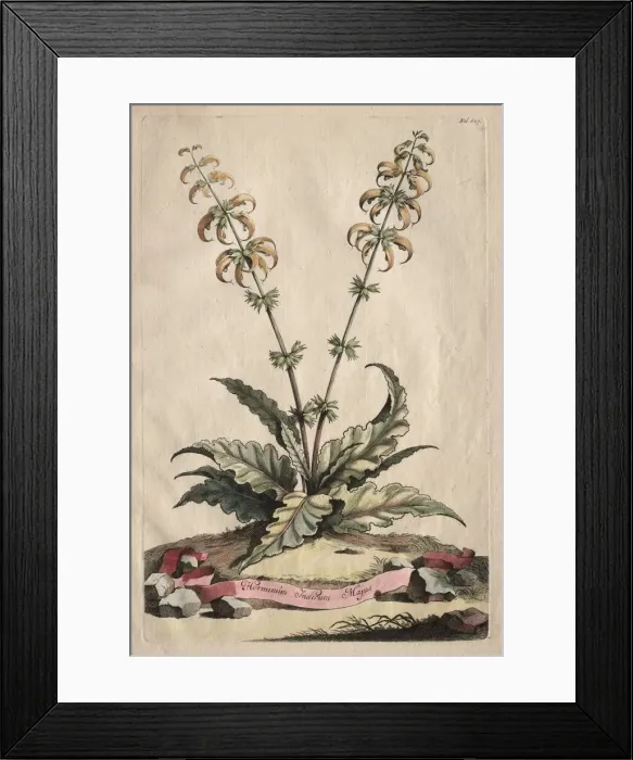 Framed Print : Phytographia Curiosa: Horminum Indicum Majus. Creator: Abraham Munting (Dutch, 1626-1683) Framed Print : Phytographia Curiosa: Horminum Indicum Majus. Creator: Abraham Munting (Dutch, 1626-1683)