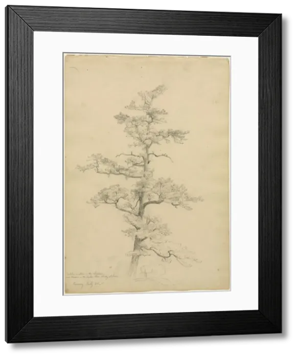 Framed Print : Pine Tree, Conway, New Hampshire (recto), c. 1851. Creator: David Johnson (American, 1827-1908) Framed Print : Pine Tree, Conway, New Hampshire (recto), c. 1851. Creator: David Johnson (American, 1827-1908)