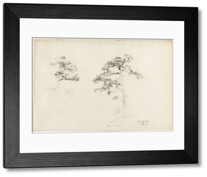 Framed Print : Pine, Lake George, 1871. Creator: David Johnson (American, 1827-1908) Framed Print : Pine, Lake George, 1871. Creator: David Johnson (American, 1827-1908)