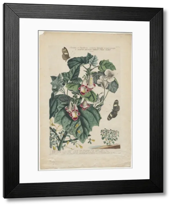 Framed Print : Plantae et Papiliones rariores: Martynia, 1748. Creator: Georg Dionysius Ehret (German, 1708-1770) Framed Print : Plantae et Papiliones rariores: Martynia, 1748. Creator: Georg Dionysius Ehret (German, 1708-1770)