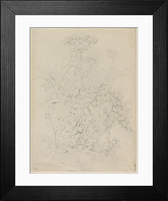 Framed Print : Plant Study, 1857. Creator: Eugene Blery (French, 1805-1886) Framed Print : Plant Study, 1857. Creator: Eugene Blery (French, 1805-1886)