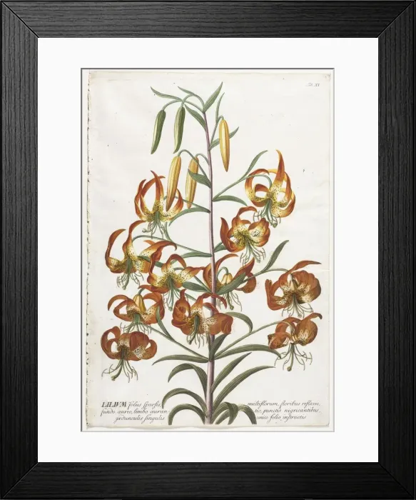 Framed Print : Plantae Selectae: No. 11 - Lily. Creator: Georg Dionysius Ehret (German, 1708-1770) Framed Print : Plantae Selectae: No. 11 - Lily. Creator: Georg Dionysius Ehret (German, 1708-1770)