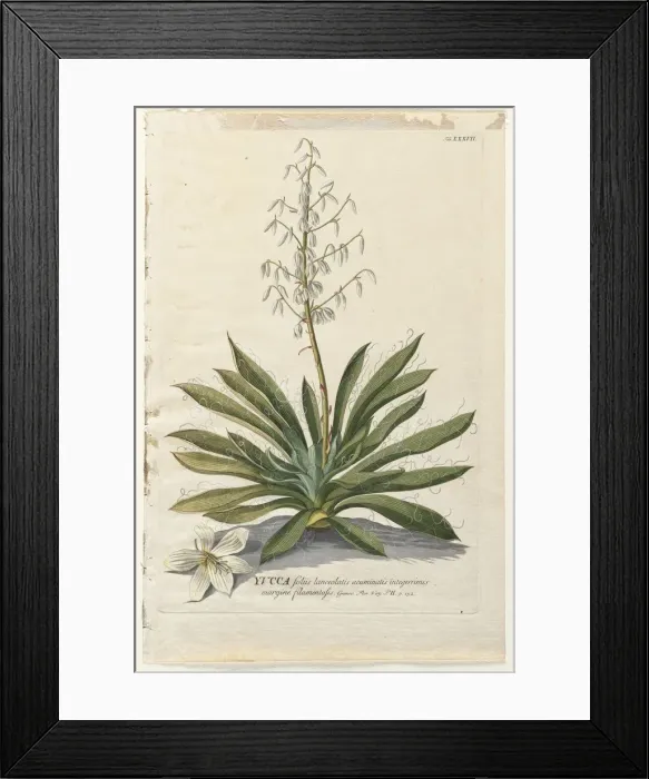 Framed Print : Plantae Selectae: No. 37 - Yucca. Creator: Georg Dionysius Ehret (German, 1708-1770) Framed Print : Plantae Selectae: No. 37 - Yucca. Creator: Georg Dionysius Ehret (German, 1708-1770)