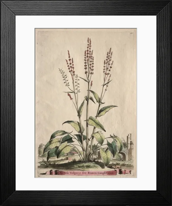 Framed Print : Phytographia Curiosa: Acetosa Vulgaris sive Rumex Canpferinus. Creator: Abraham Munting (Dutch Framed Print : Phytographia Curiosa: Acetosa Vulgaris sive Rumex Canpferinus. Creator: Abraham Munting (Dutch
