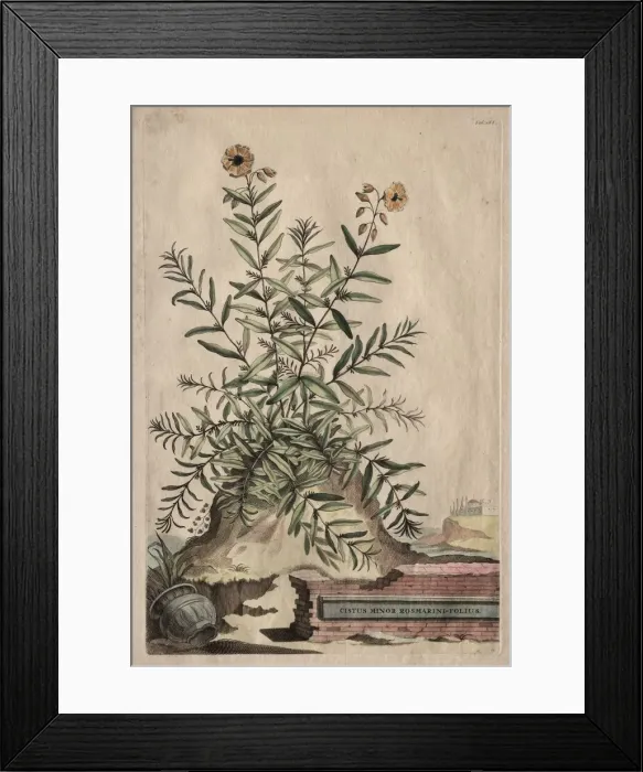 Framed Print : Phytographia Curiosa: Cistus Minor Rosmarini-Folius. Creator: Abraham Munting (Dutch, 1626-1683) Framed Print : Phytographia Curiosa: Cistus Minor Rosmarini-Folius. Creator: Abraham Munting (Dutch, 1626-1683)