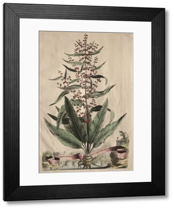 Framed Print : Phytographia Curiosa: Britannica Antiquorum Vera. Creator: Abraham Munting (Dutch, 1626-1683) Framed Print : Phytographia Curiosa: Britannica Antiquorum Vera. Creator: Abraham Munting (Dutch, 1626-1683)