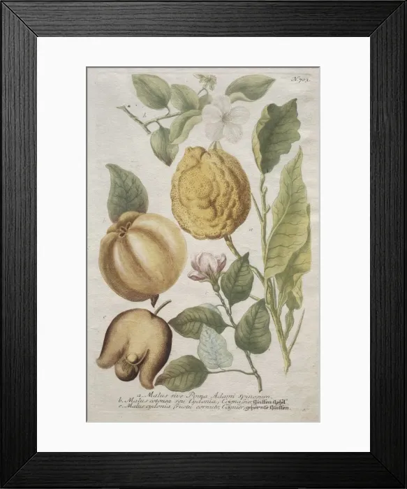 Framed Print : Phytanthoza iconographia: No. 703. Creator: Johann Wilhelm Weinmann (German); Bartholomaus Framed Print : Phytanthoza iconographia: No. 703. Creator: Johann Wilhelm Weinmann (German); Bartholomaus