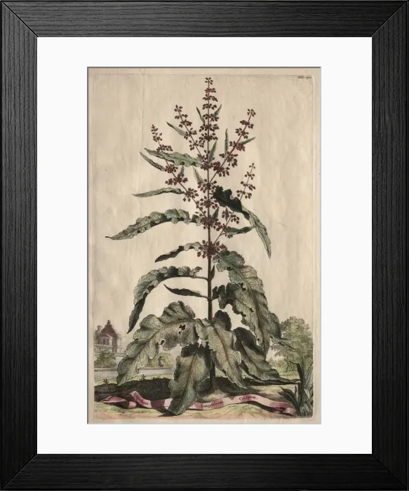 Framed Print : Phytographia Curiosa: Lapathum Longifolium Crispum. Creator: Abraham Munting (Dutch, 1626-1683) Framed Print : Phytographia Curiosa: Lapathum Longifolium Crispum. Creator: Abraham Munting (Dutch, 1626-1683)